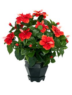 Комнатные растения и цветы