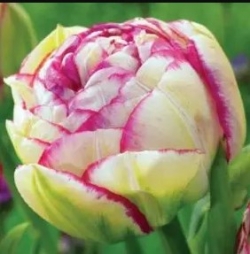 Цибулини тюльпанів Махрові