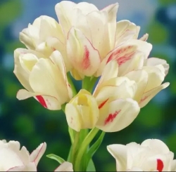 Цибулини тюльпанів мультифлора