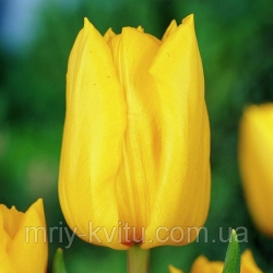 Тюльпан  Strong Gold триумф (1шт.)
