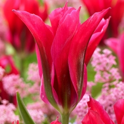 Тюльпан Doll’s minuet  (зеленоквітковий) цибулина (1шт.)