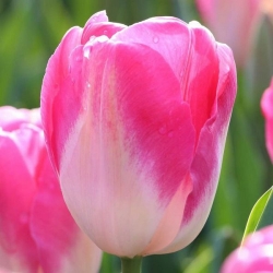 Тюльпан Dynasty тріумф цибулина (1шт.)