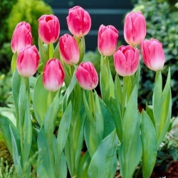 Тюльпан Dynasty тріумф цибулина (1шт.)