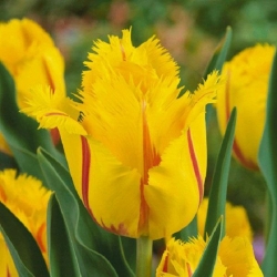 Тюльпан Flamenco Бахромчатий цибулини (1шт.)