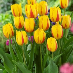 Тюльпан Flamenco Бахромчатий цибулини (1шт.)