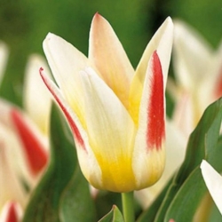 Цибулинні рослини Тюльпан Johann Strauss (грей) (1шт.)