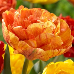Тюльпан  Sunlover махровый (1шт.)