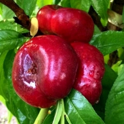 Нектарин Донат (инжирный) 1 класс