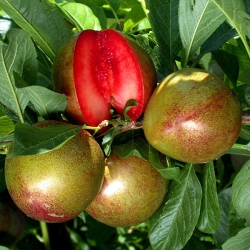 Слива Флавор Супреме 1 класс (1шт.)