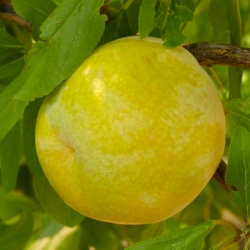 Слива Флавор Квин 1 класс (1шт.)