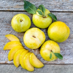 Слива Флавор Квин 1 класс (1шт.)