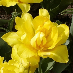 Тюльпан  Monte Carlo махровий цибулина (1шт.)