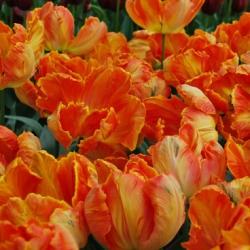Тюльпан  Orange Favorit  попугай (1шт.)