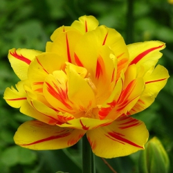 Тюльпан  Monsella  махровый (1шт.)