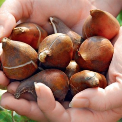 Тюльпан Noranda Бахромчатий цибулина (1шт.)