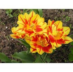 Тюльпан  Monsella  махровый (1шт.)