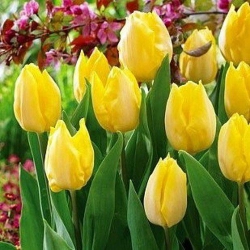 Тюльпан  Kikomachi триумф (1шт.)