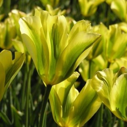 Тюльпан  Formosa Виридифлора (1шт.)