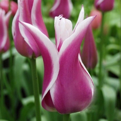 Тюльпан  Claudia  лілієвидний (1шт.)