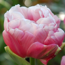 Тюльпан Aveyron Махровий цибулина (1шт.)