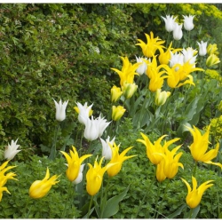 Тюльпан Ballade Gold Лілієвидний цибулина (1шт.)