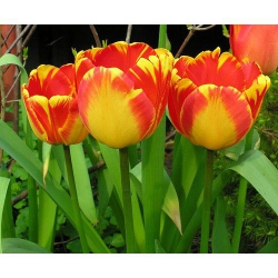 Тюльпан  Banja Luka триумф (1шт.)