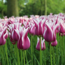 Тюльпан  Claudia  лілієвидний (1шт.)