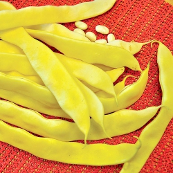 Квасоля Бергольд (1шт.)
