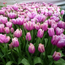 Тюльпан Holland Beauty Тріумф цибулина (1шт.)