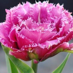 Тюльпан  Matchpoint махр+бахромч. цибулина (1шт.)