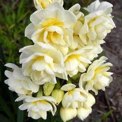 Нарцисс Erlicheer Мультиквітк (1шт.)