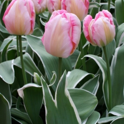 Тюльпан  New Design триумф (1шт.)