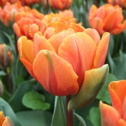 Тюльпан Orange Princess Махр (1шт.)