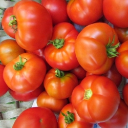 Помидор Видимо не видимо (1шт.)