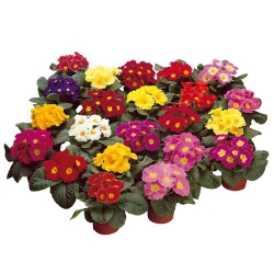 Вазон Примула кімнатна (1шт.)