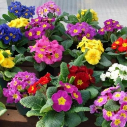 Вазон Примула кімнатна (1шт.)