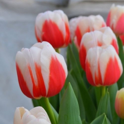 Тюльпан  Roman Empire Триумф луковица (1шт.)