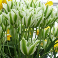 Тюльпан  Spring Green виридифлора (1шт.)