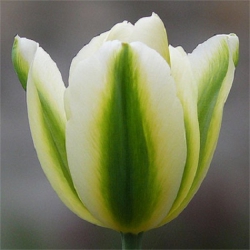 Тюльпан  Spring Green виридифлора (1шт.)