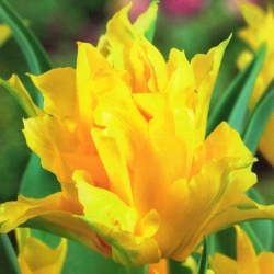 Тюльпан  Yellow Spider лілієв (1шт.)
