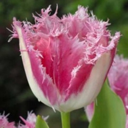 Тюльпан Huis ten Bosce Бахромчатый (1шт.)