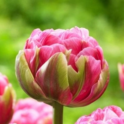 Тюльпан Aveyron Махровий цибулина (1шт.)