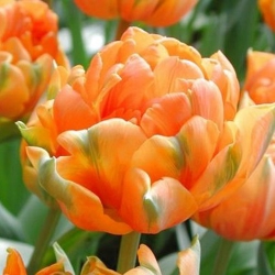 Тюльпан Orange Princess Махр (1шт.)