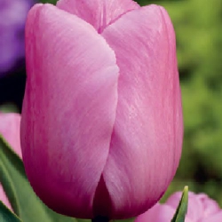 Тюльпан Holland Beauty Тріумф цибулина (1шт.)