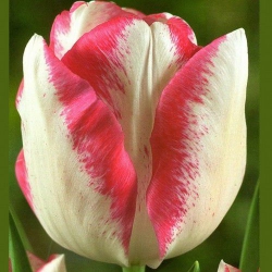 Тюльпан  Mata Hari Триумф (1шт.)