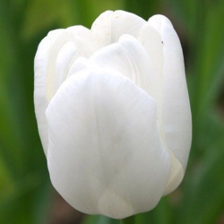 Тюльпан  White Dream Триумф (1шт.)