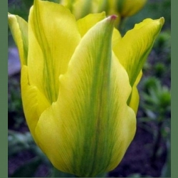 Тюльпан  Formosa Виридифлора (1шт.)