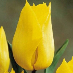 Тюльпан  Yokohama триумф (1шт.)