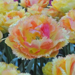 Тюльпан  VAYA CONDIOS  махр+бахромч (1шт.)