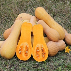 Тыква Батернат (1шт.)